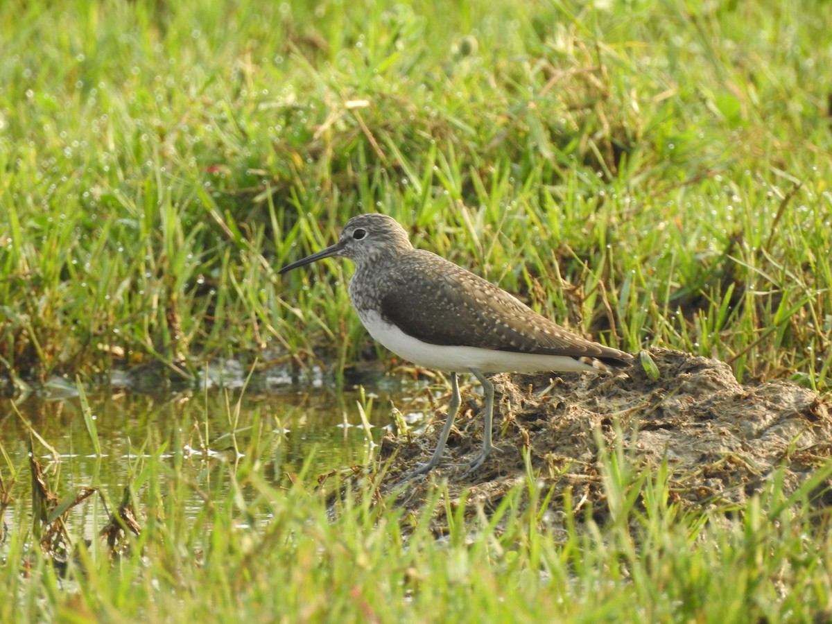 Green Sandpiper - ML141588091