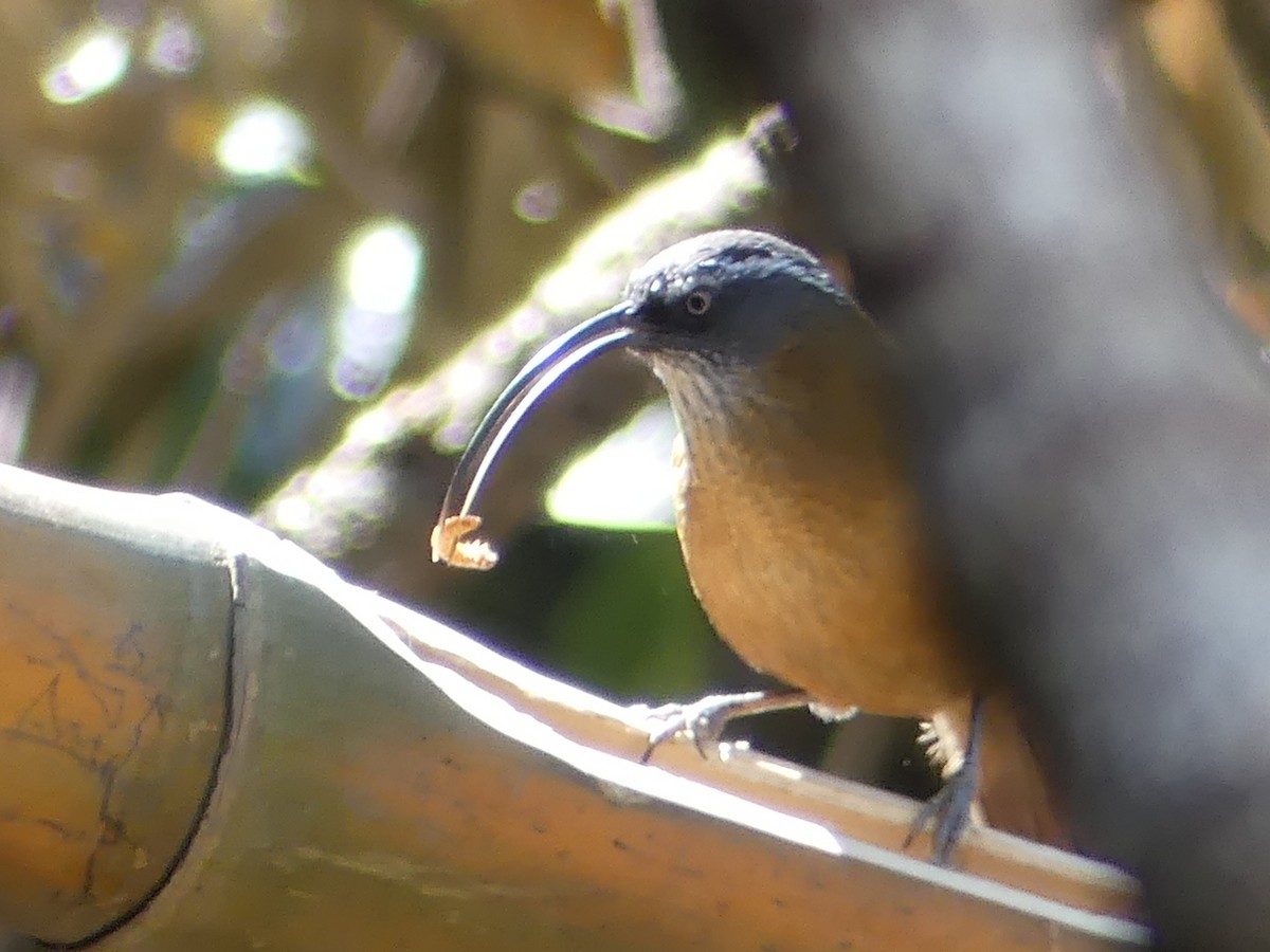 Slender-billed Scimitar-Babbler - Shelley Rutkin