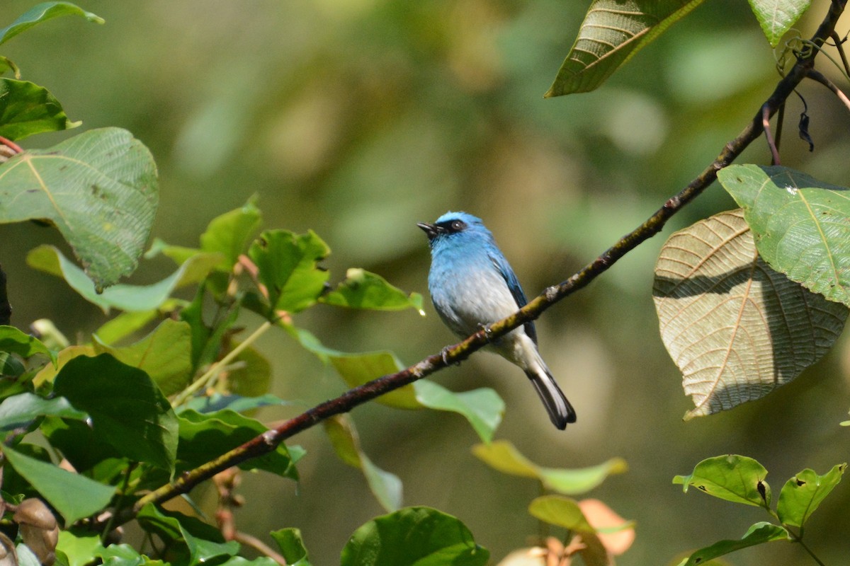 Indigo Flycatcher - ML141588941