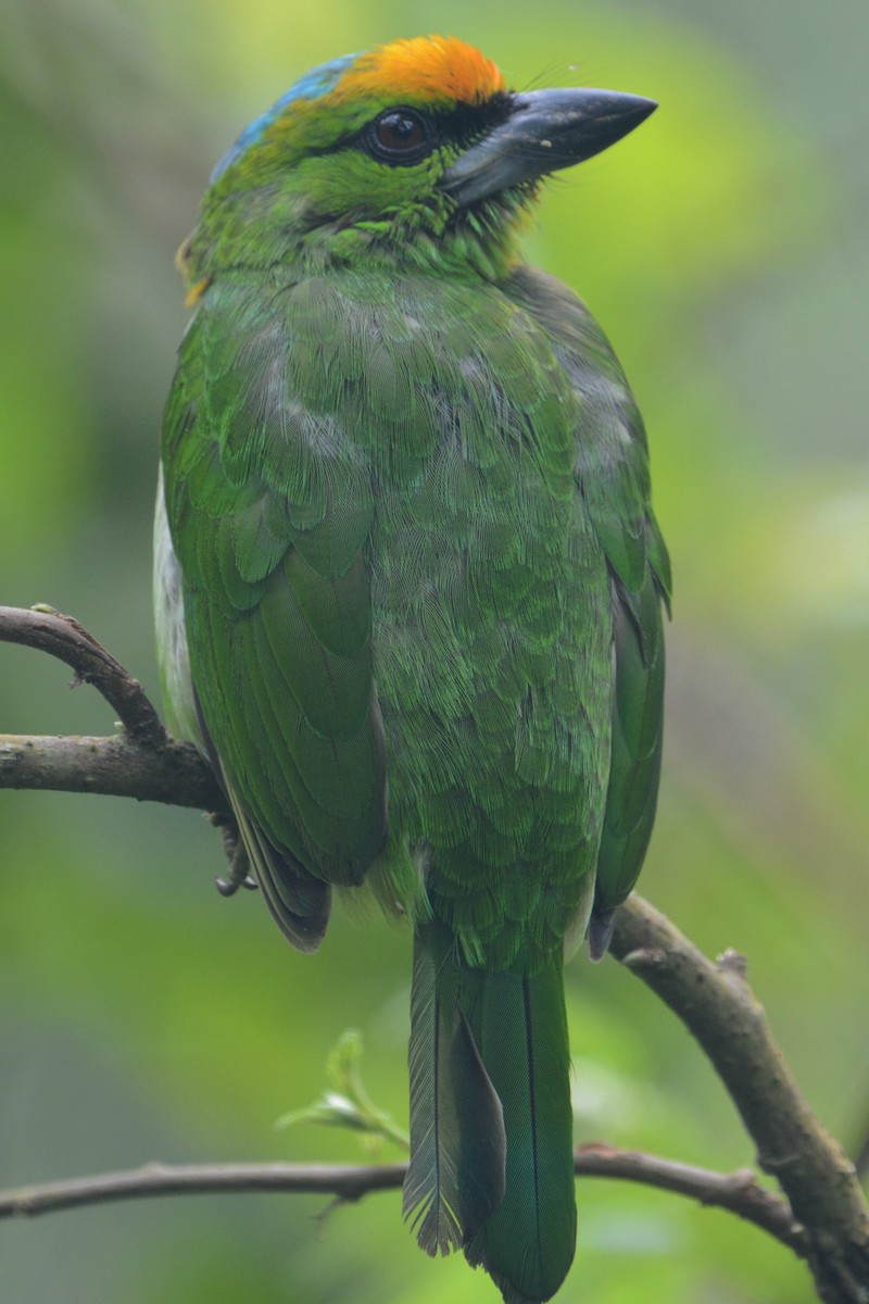 Turuncu Alınlı Barbet - ML141589191