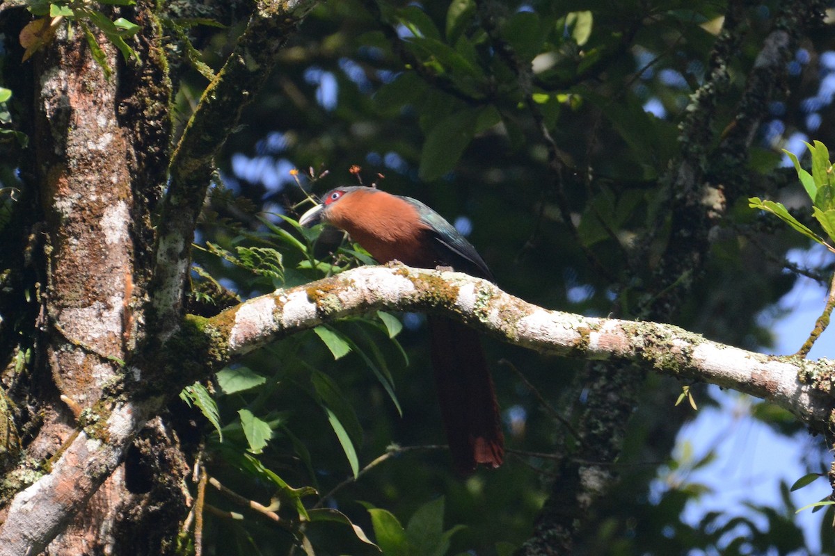 Chestnut-breasted Malkoha - ML141589231