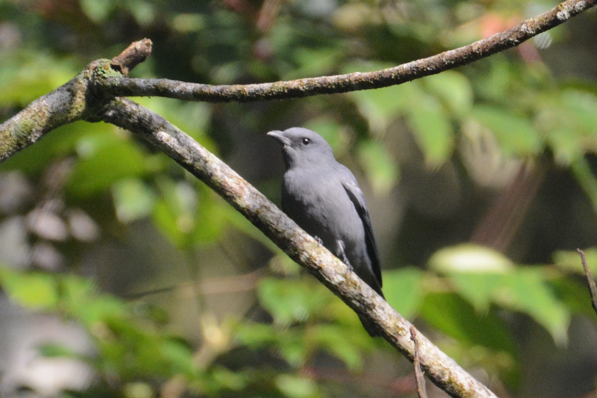 Sunda Cuckooshrike - ML141589261