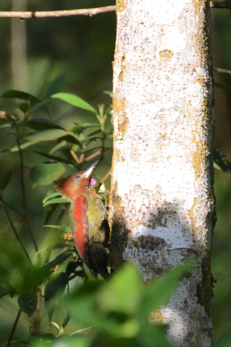 Checker-throated Woodpecker - ML141589361