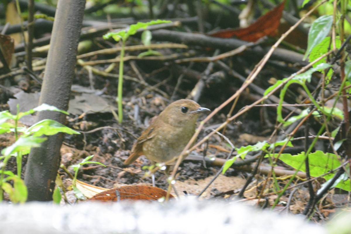 Petite Brachyptère - ML141589531