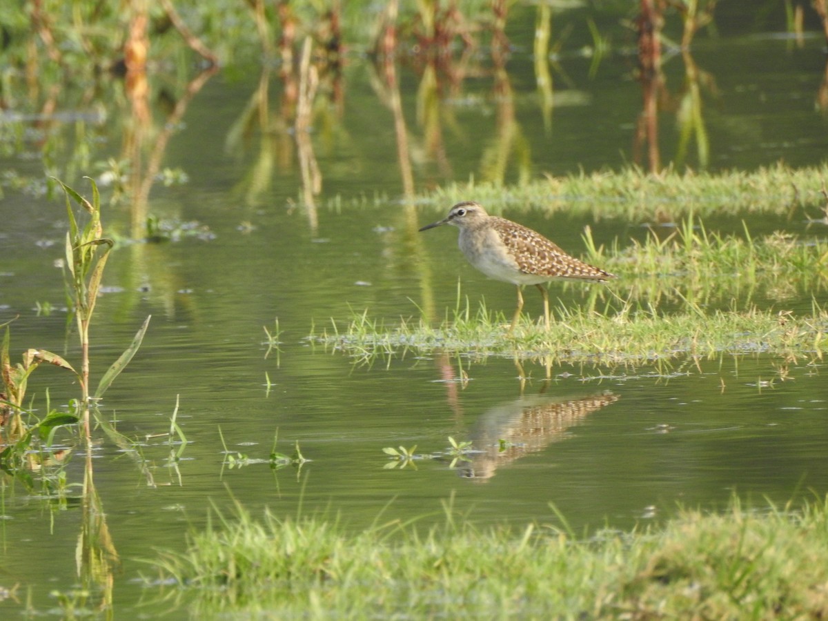 Wood Sandpiper - ML141589651