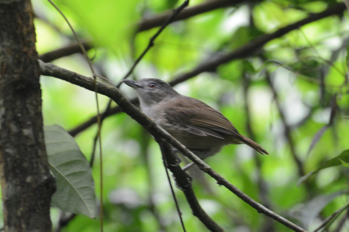 Horsfield's Babbler - ML141589661