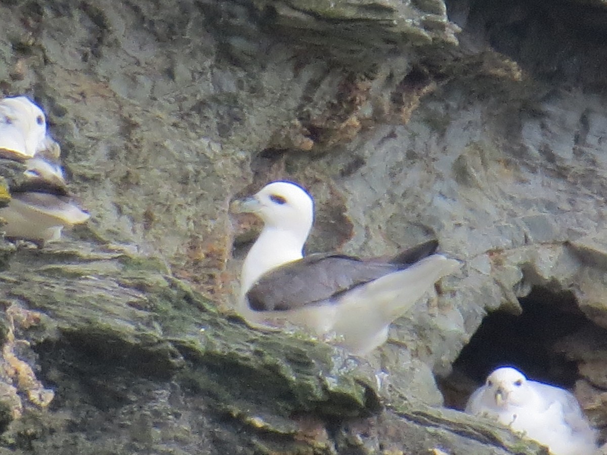 Northern Fulmar - Myron Gerhard