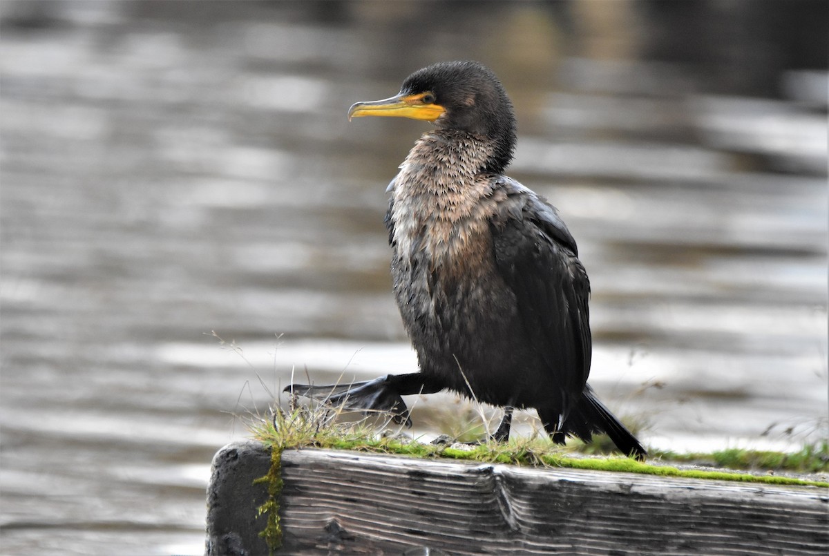 Double-crested Cormorant - Foster Fanning