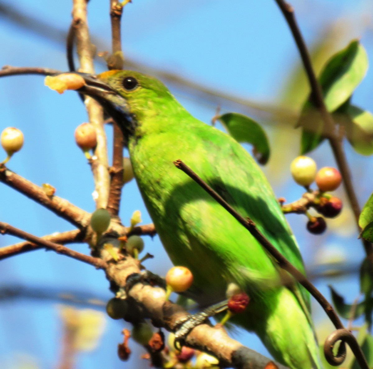 Golden-fronted Leafbird - Mohanan Choron