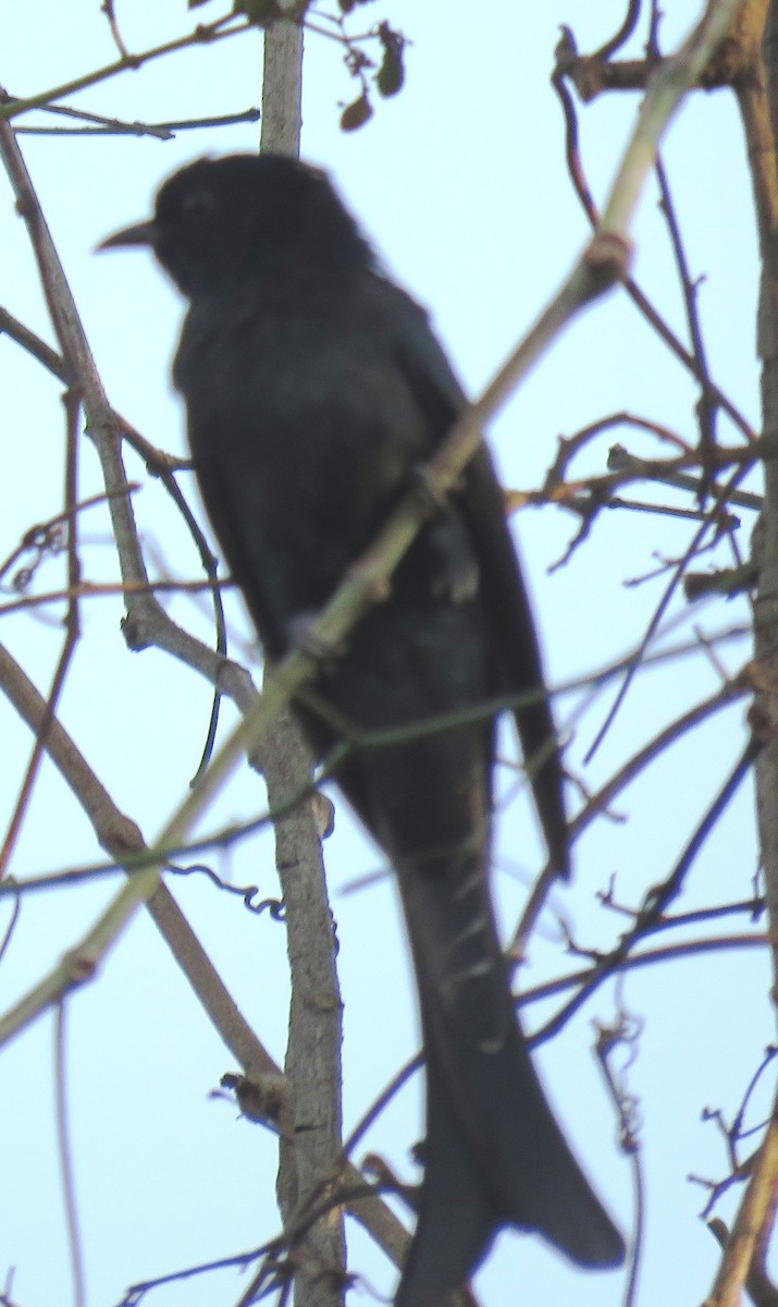 Çatal Kuyruklu Drongo Guguğu - ML141591531