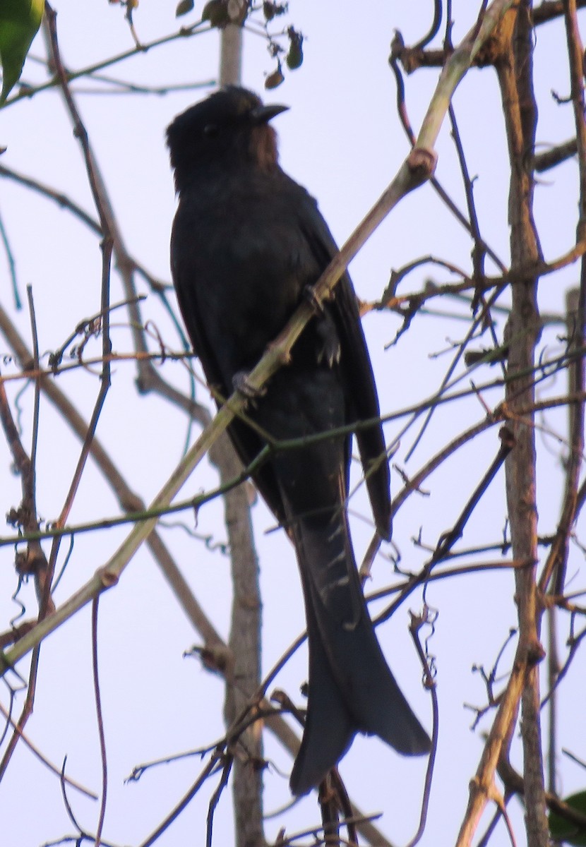 Çatal Kuyruklu Drongo Guguğu - ML141591691