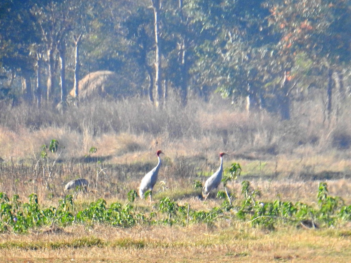 Sarus Crane - Shivaprakash Adavanne