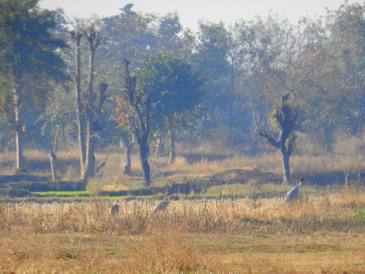 Sarus Crane - Shivaprakash Adavanne