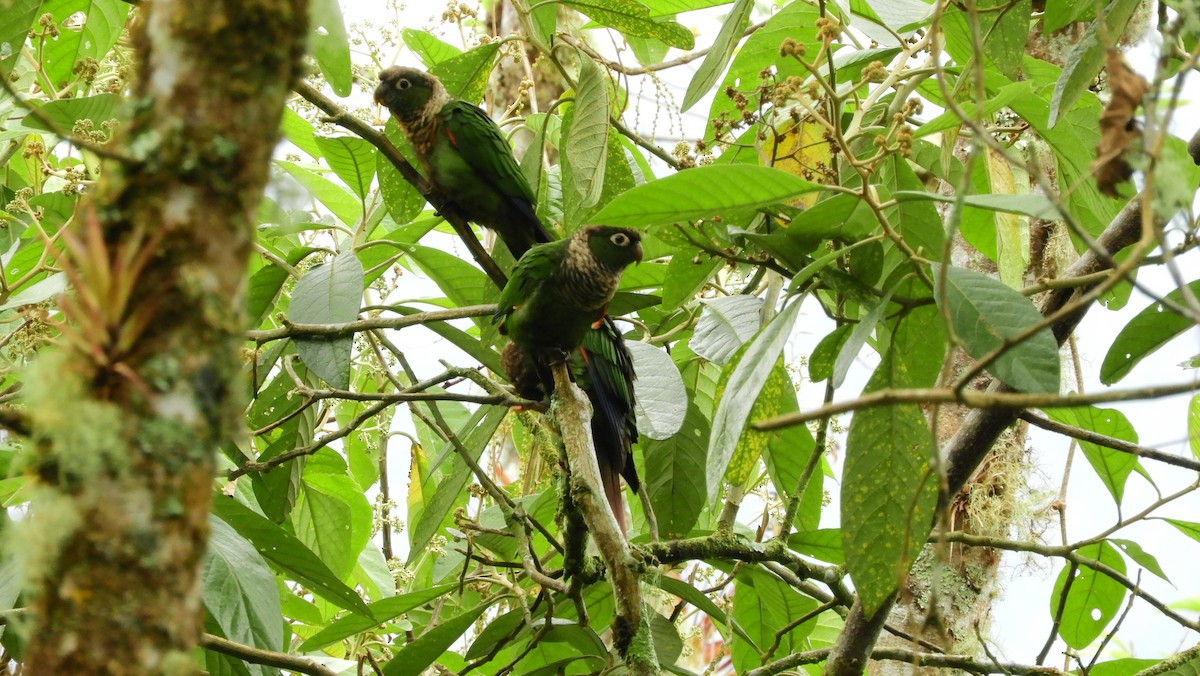 Conure de Souancé - ML141592721