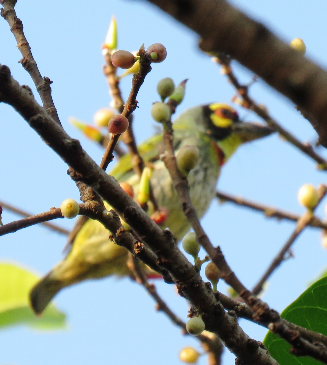 Al Göğüslü Barbet - ML141592731