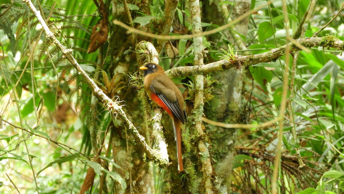 Trogon masqué - ML141592891