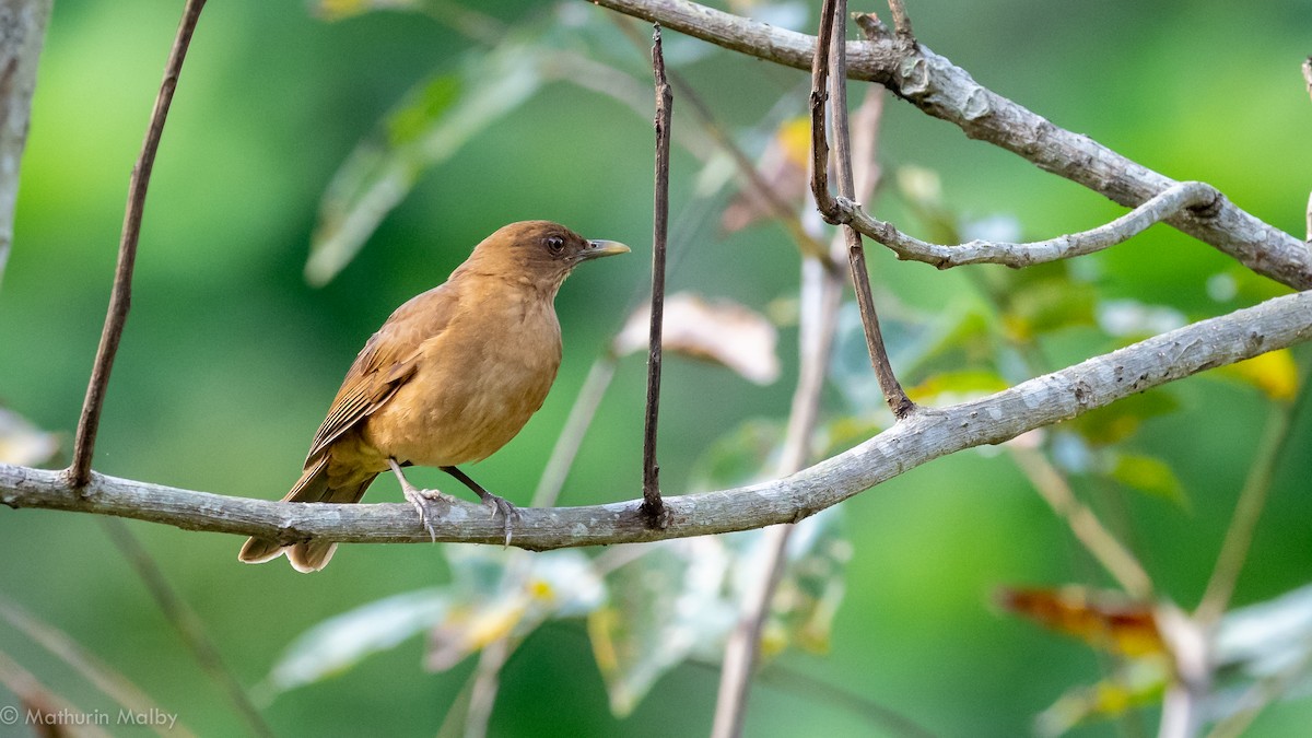 Clay-colored Thrush - ML141593161