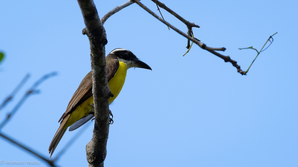 Boat-billed Flycatcher - ML141593521