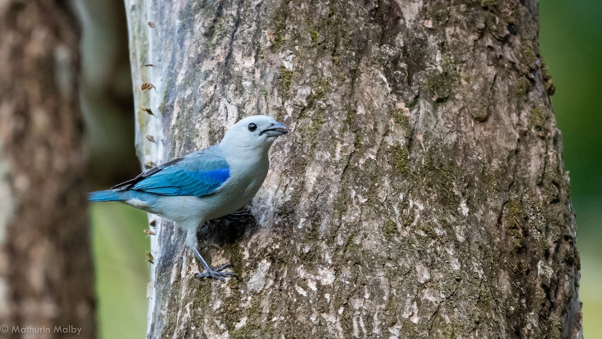 Blue-gray Tanager - Mathurin Malby