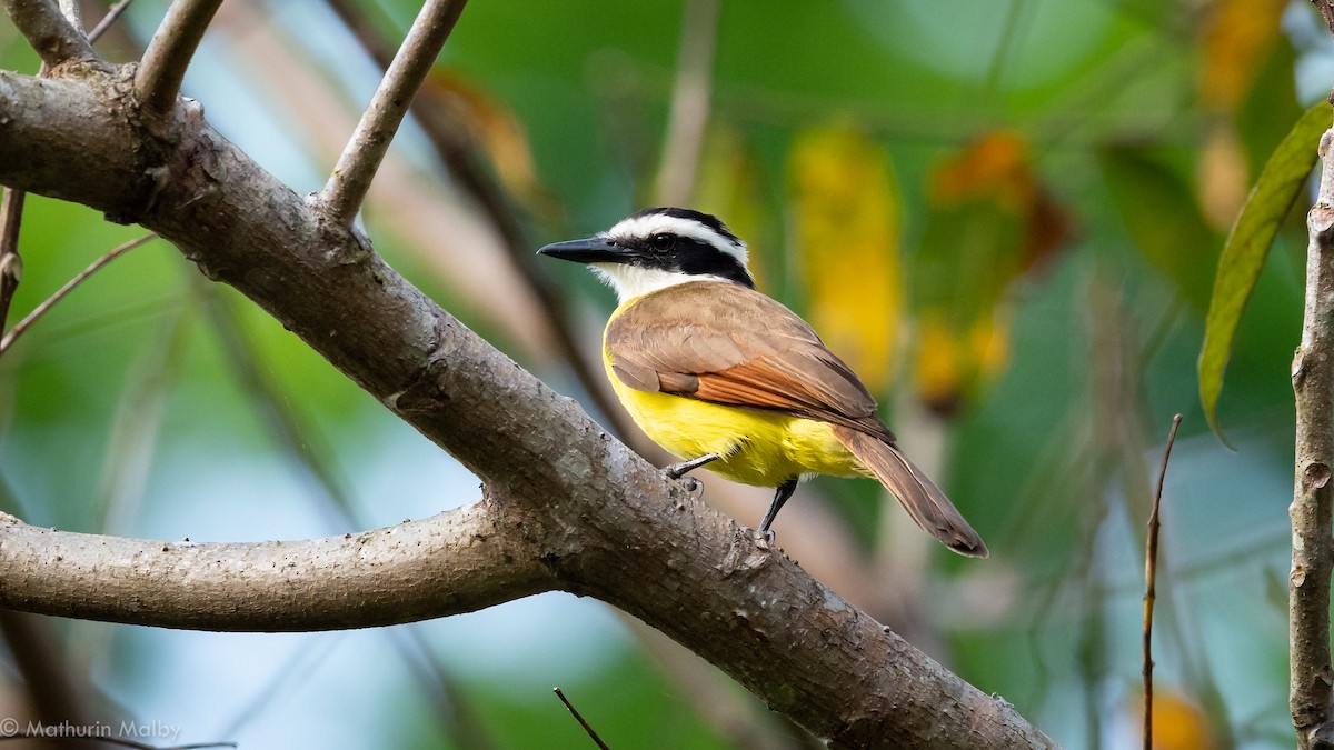 Great Kiskadee - ML141593821