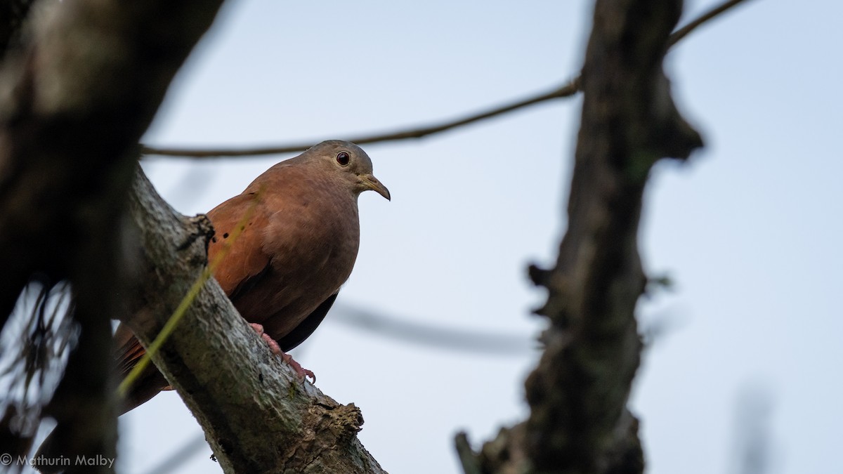 Ruddy Ground Dove - ML141594821