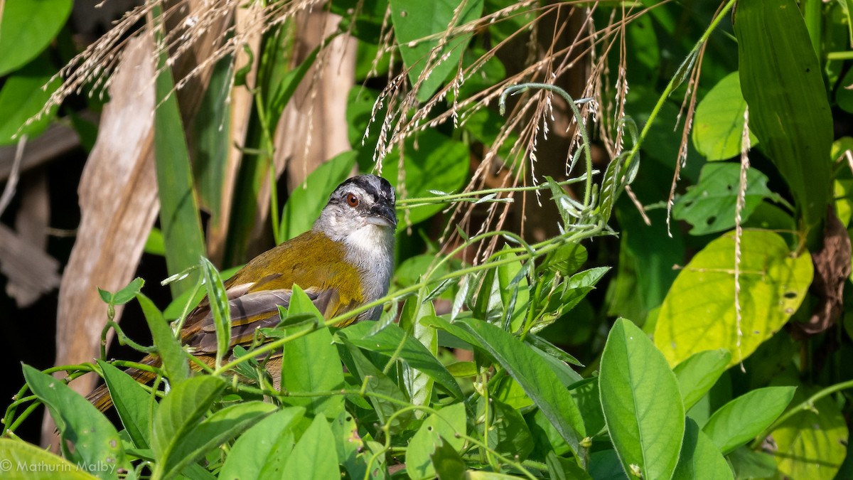 Black-striped Sparrow - Mathurin Malby