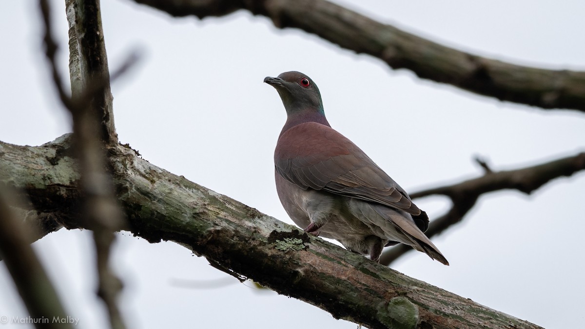 Pale-vented Pigeon - ML141595381