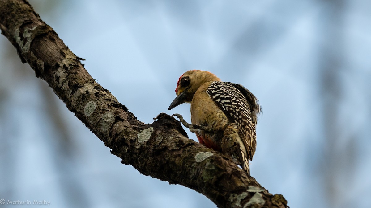 Red-crowned Woodpecker - Mathurin Malby