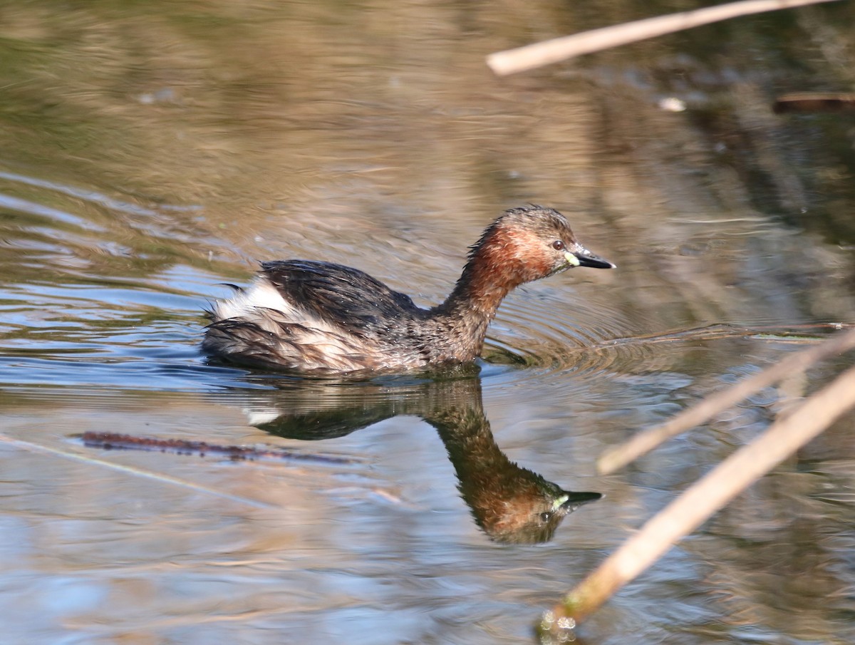 Zwergtaucher - ML141595591