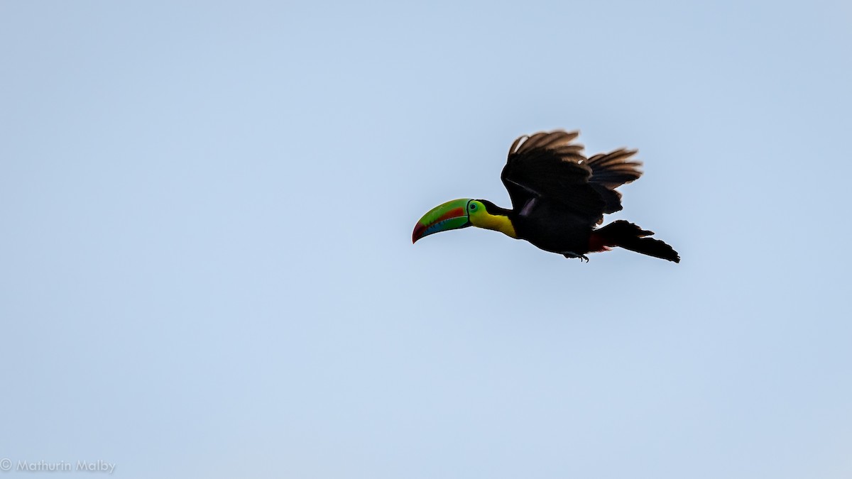 Keel-billed Toucan - ML141595611