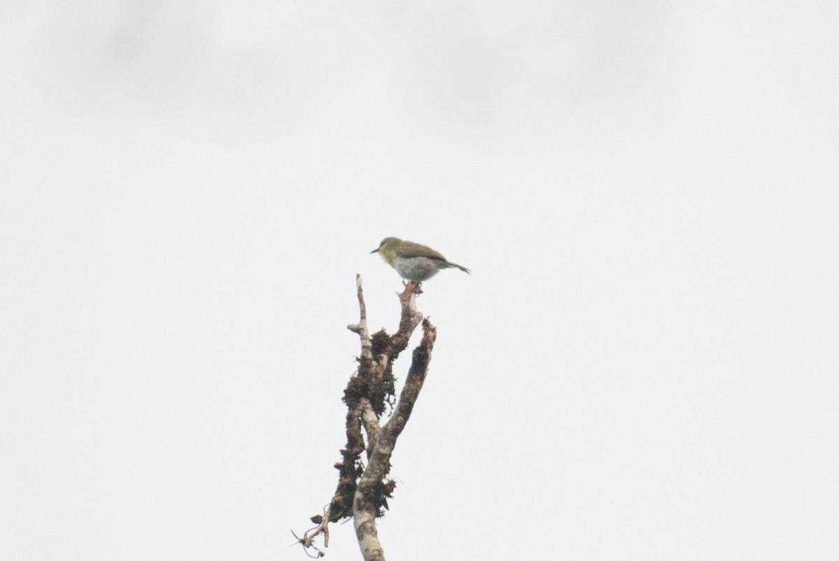 Stripe-throated Jery - John C. Mittermeier