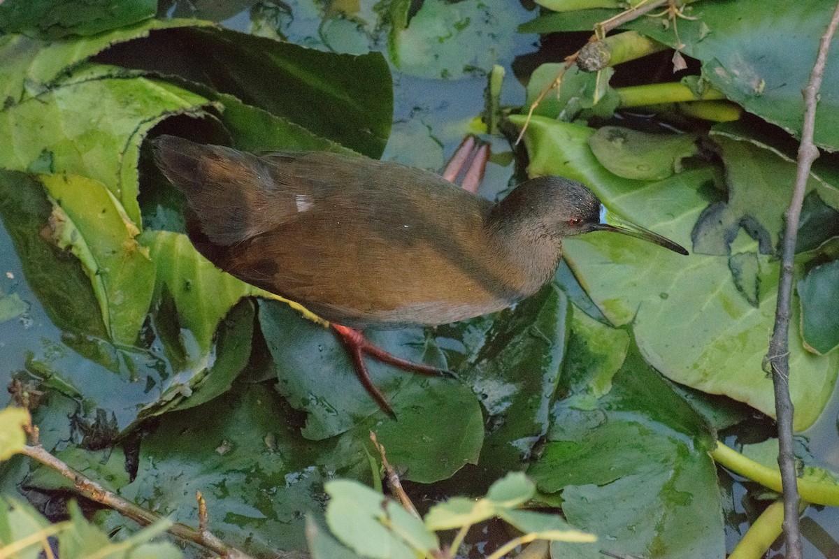 Plumbeous Rail - ML141595941