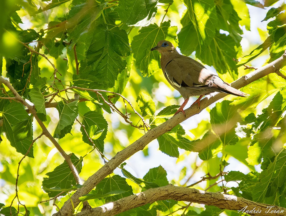 West Peruvian Dove - ML141596731