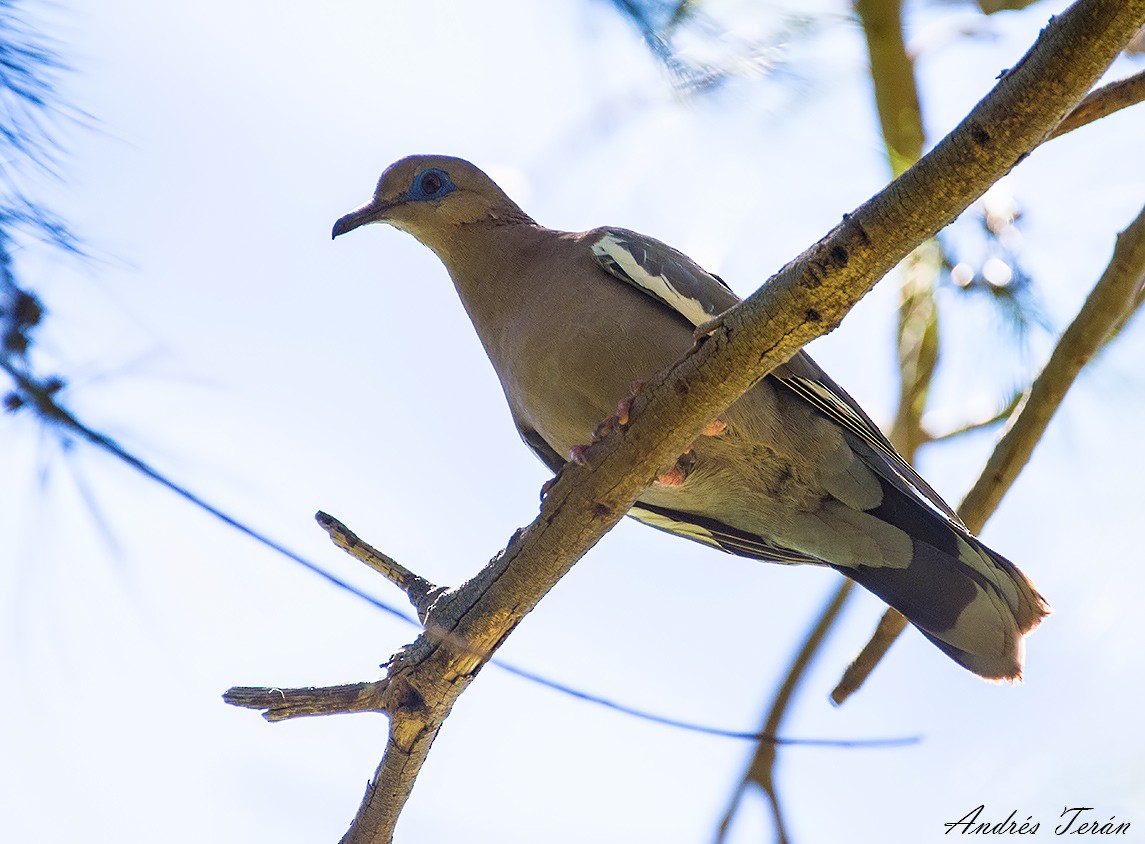 Peru Kumrusu - ML141596761