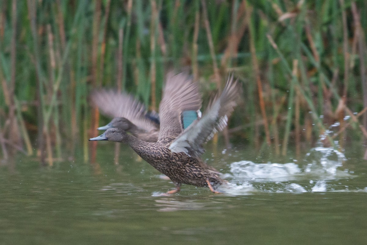 Canard de Meller - ML141598921