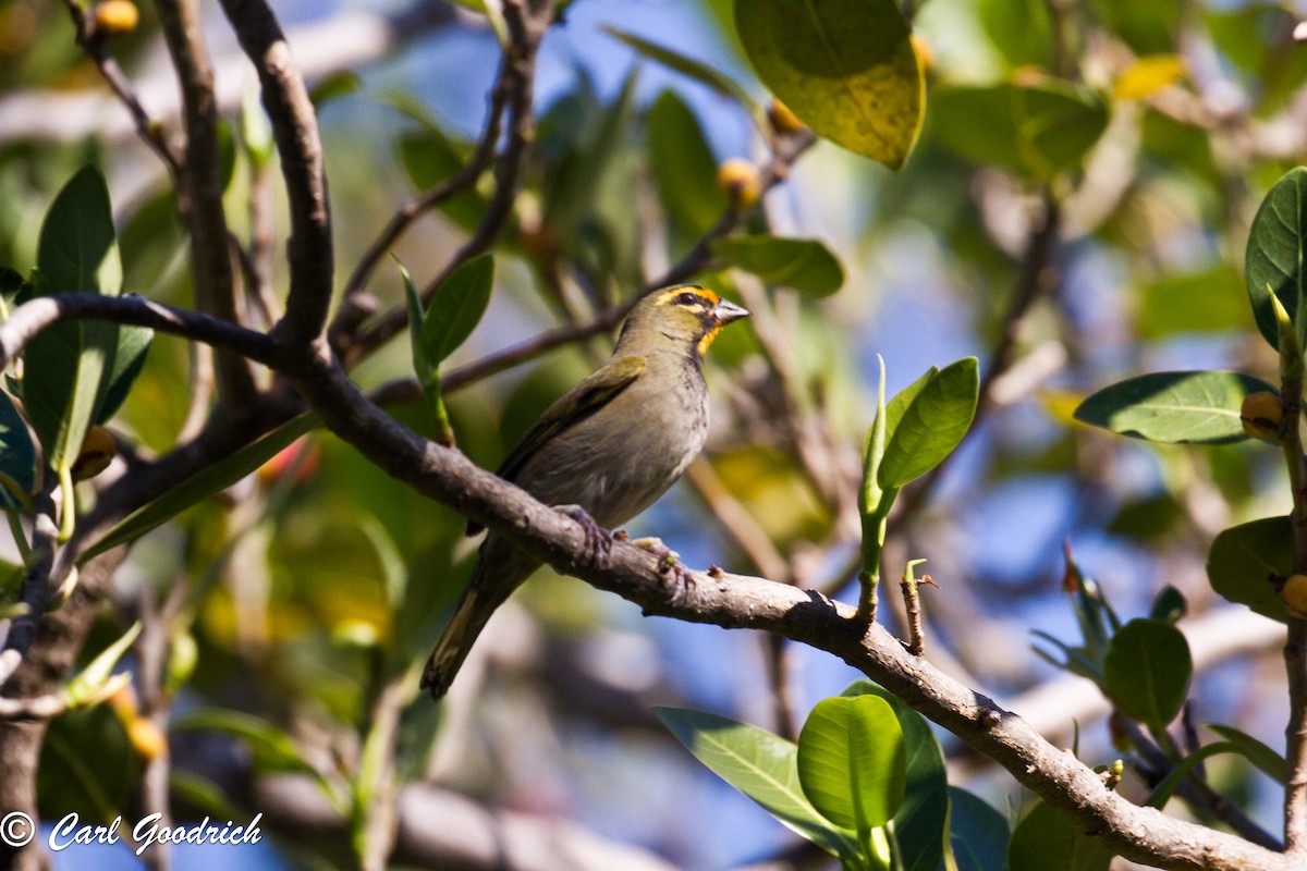 Yellow-faced Grassquit - ML141598951