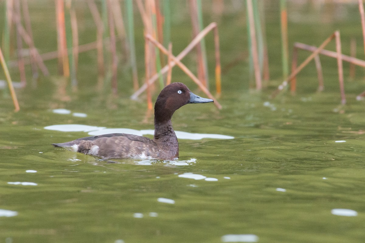 Madagascar Pochard - John C. Mittermeier
