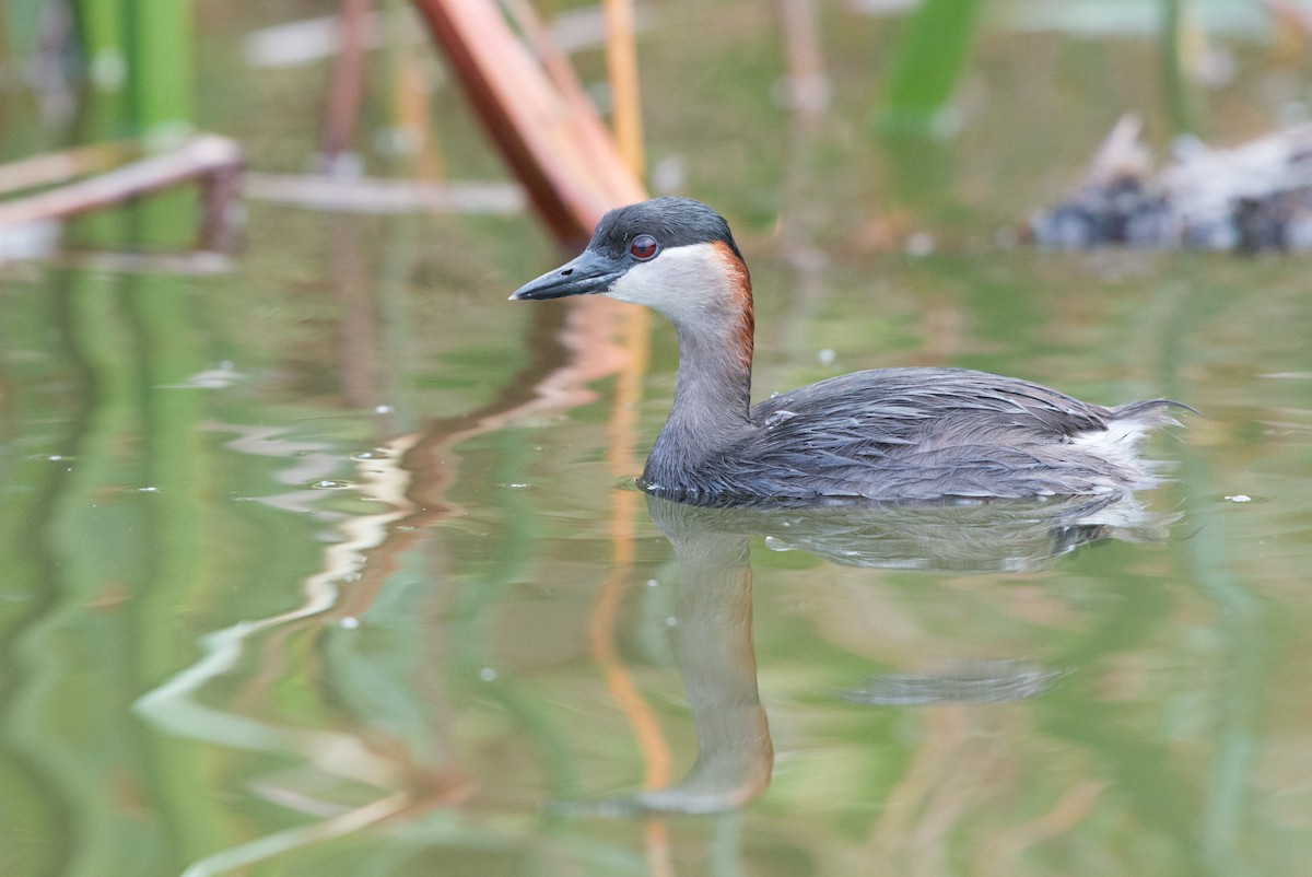 Madagascar Grebe - John C. Mittermeier