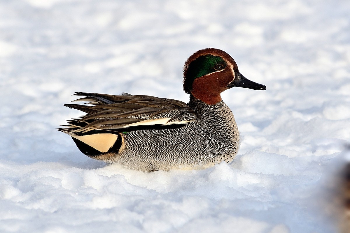 Green-winged Teal (Eurasian) - ML141599681
