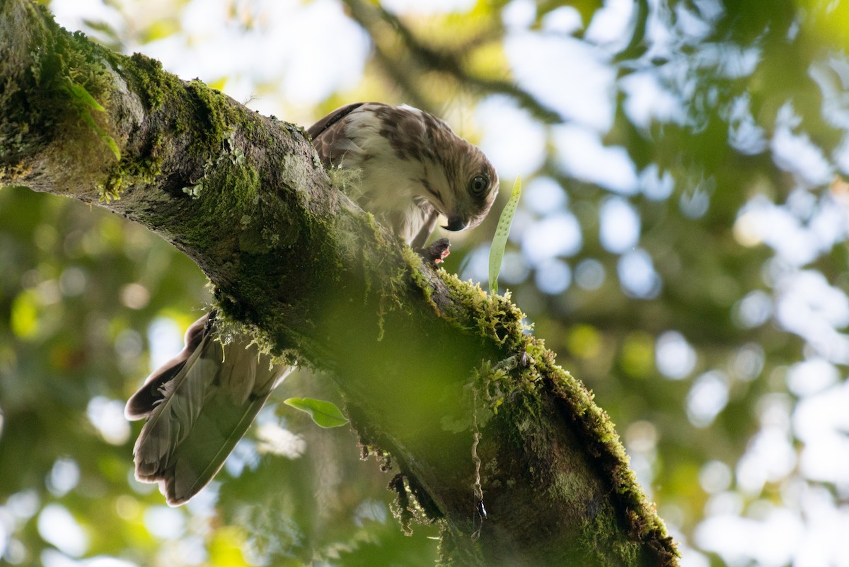 Madagascar Cuckoo-Hawk - ML141599901