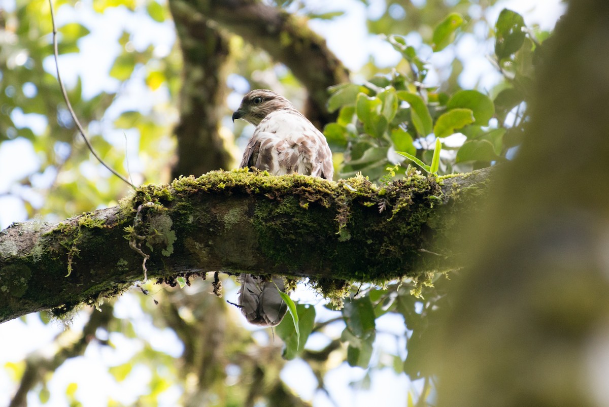 Madagascar Cuckoo-Hawk - ML141599961