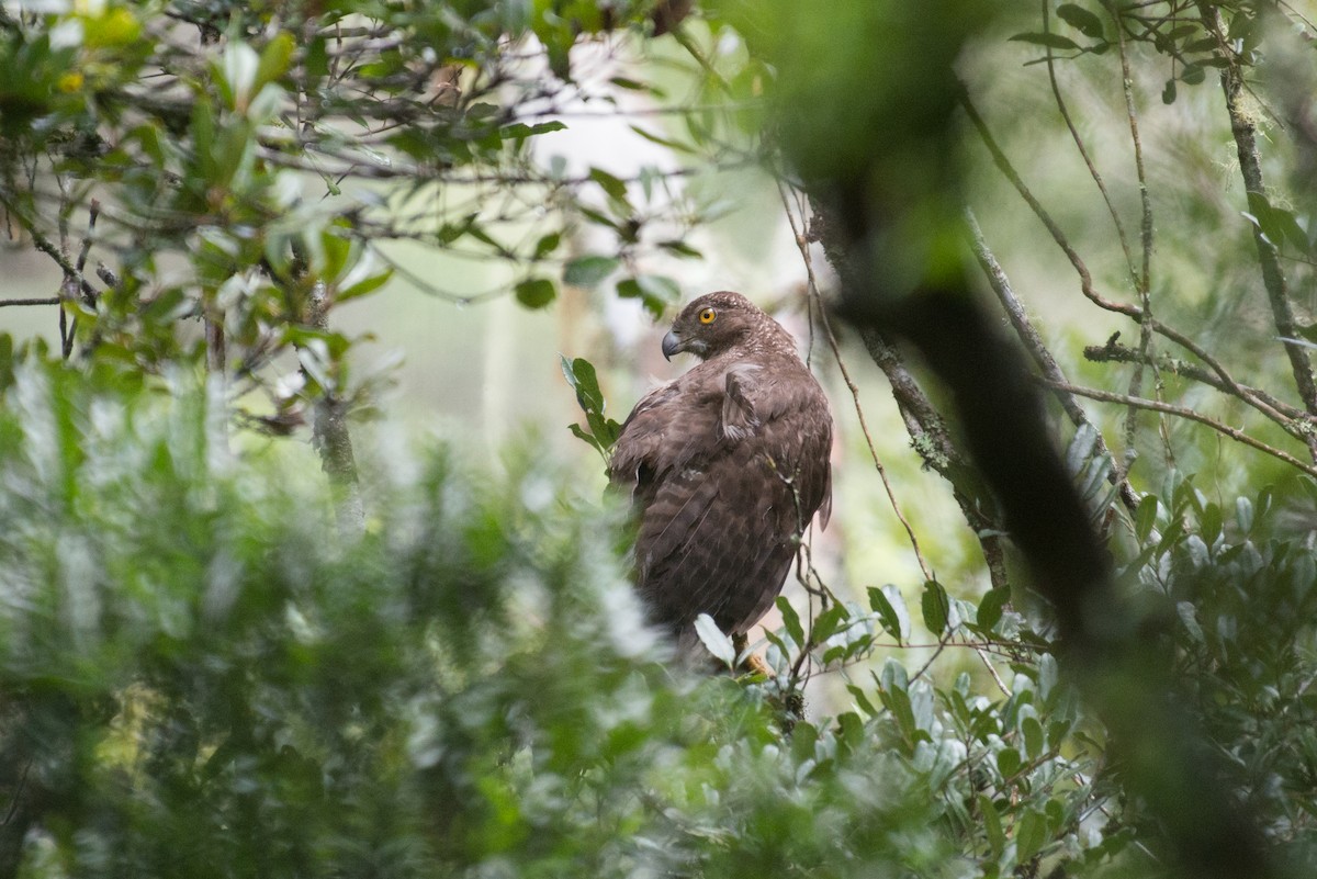 Madagascar Serpent-Eagle - ML141600981