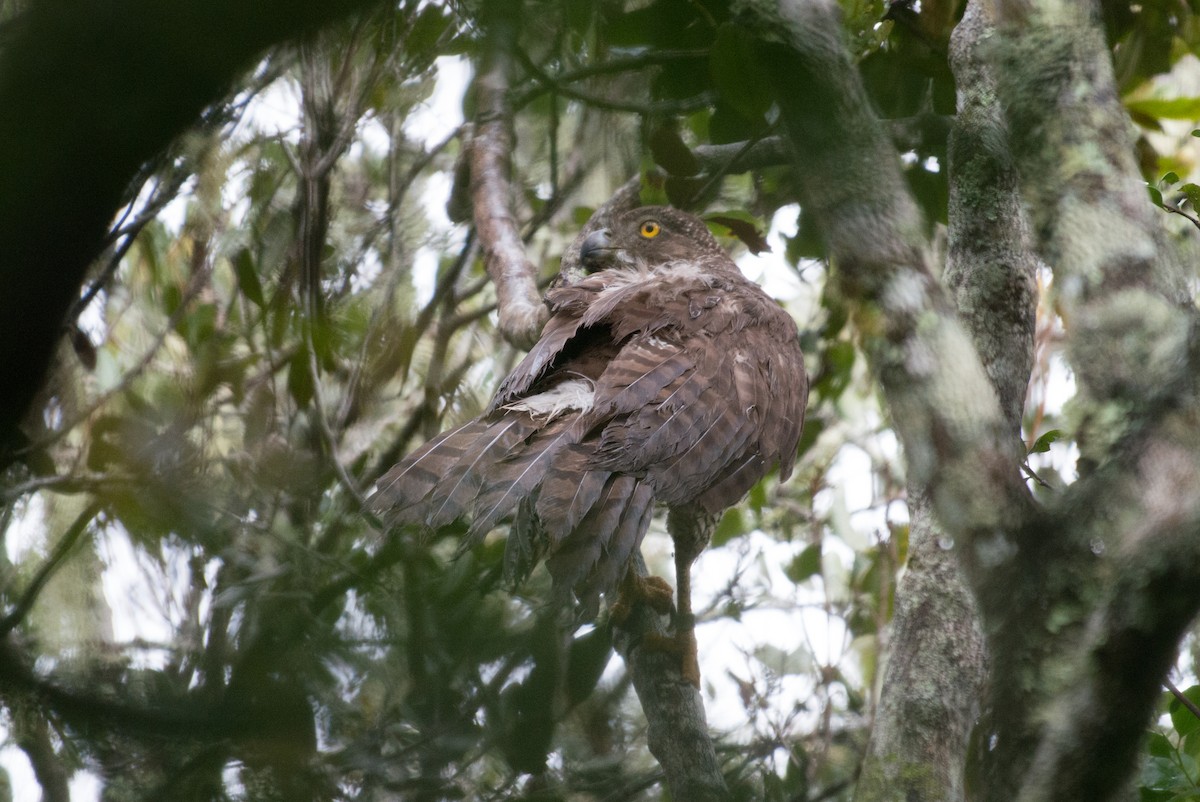 Madagascar Serpent-Eagle - ML141601001