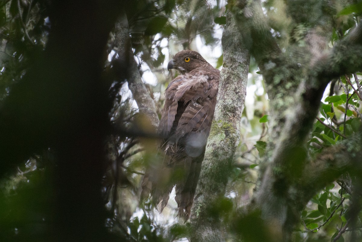 Madagascar Serpent-Eagle - John C. Mittermeier