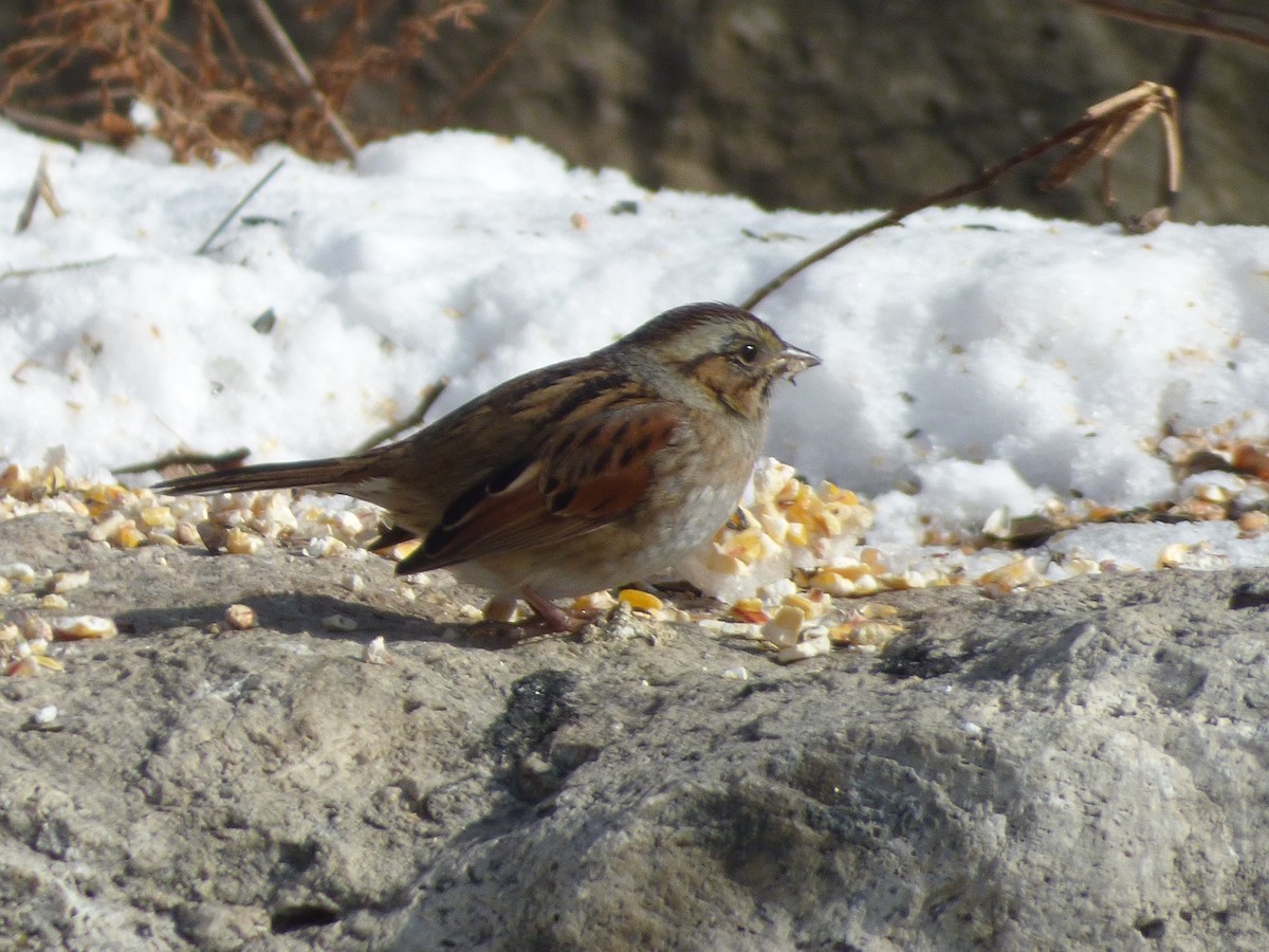 Swamp Sparrow - ML141601641