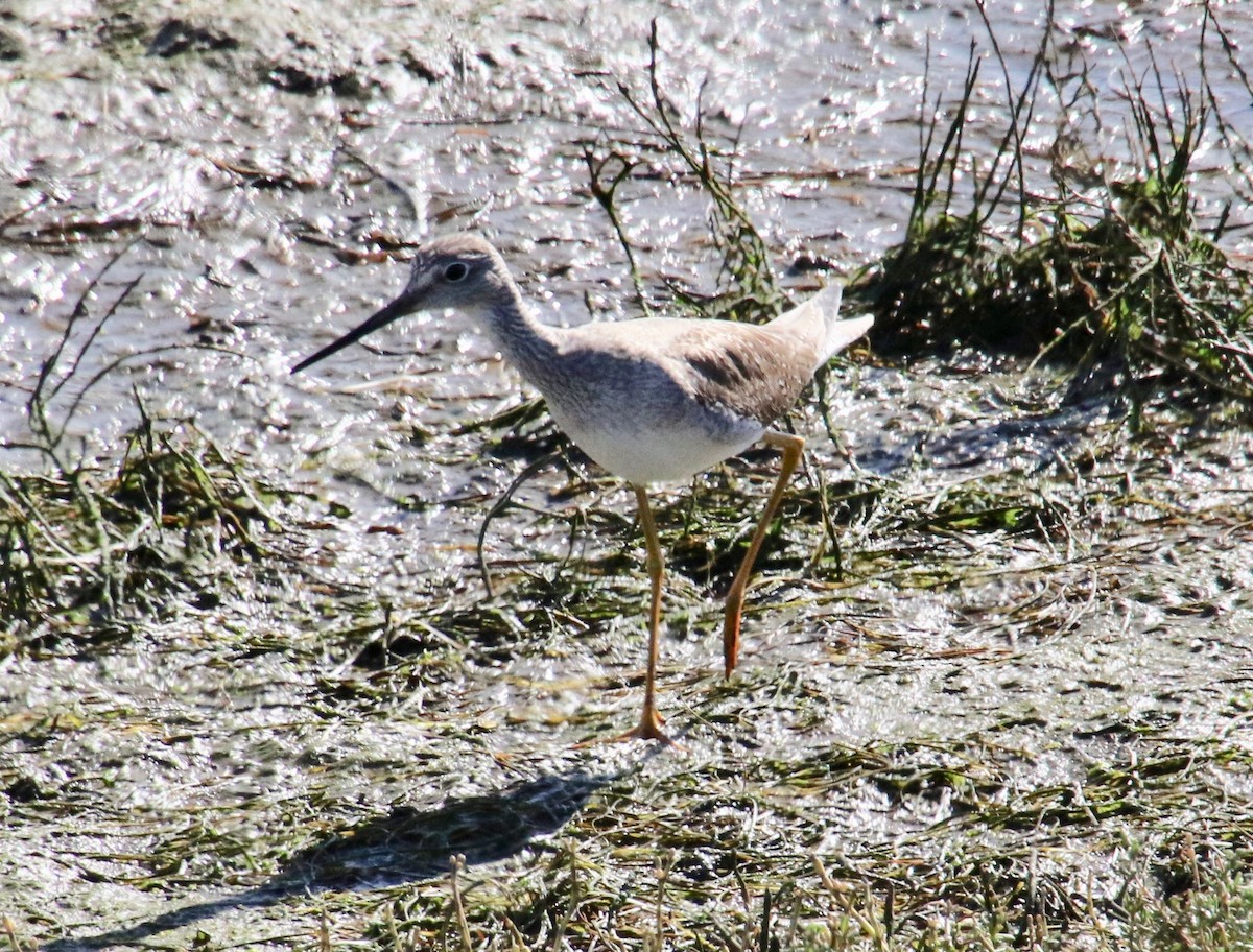 Greater Yellowlegs - Millie and Peter Thomas