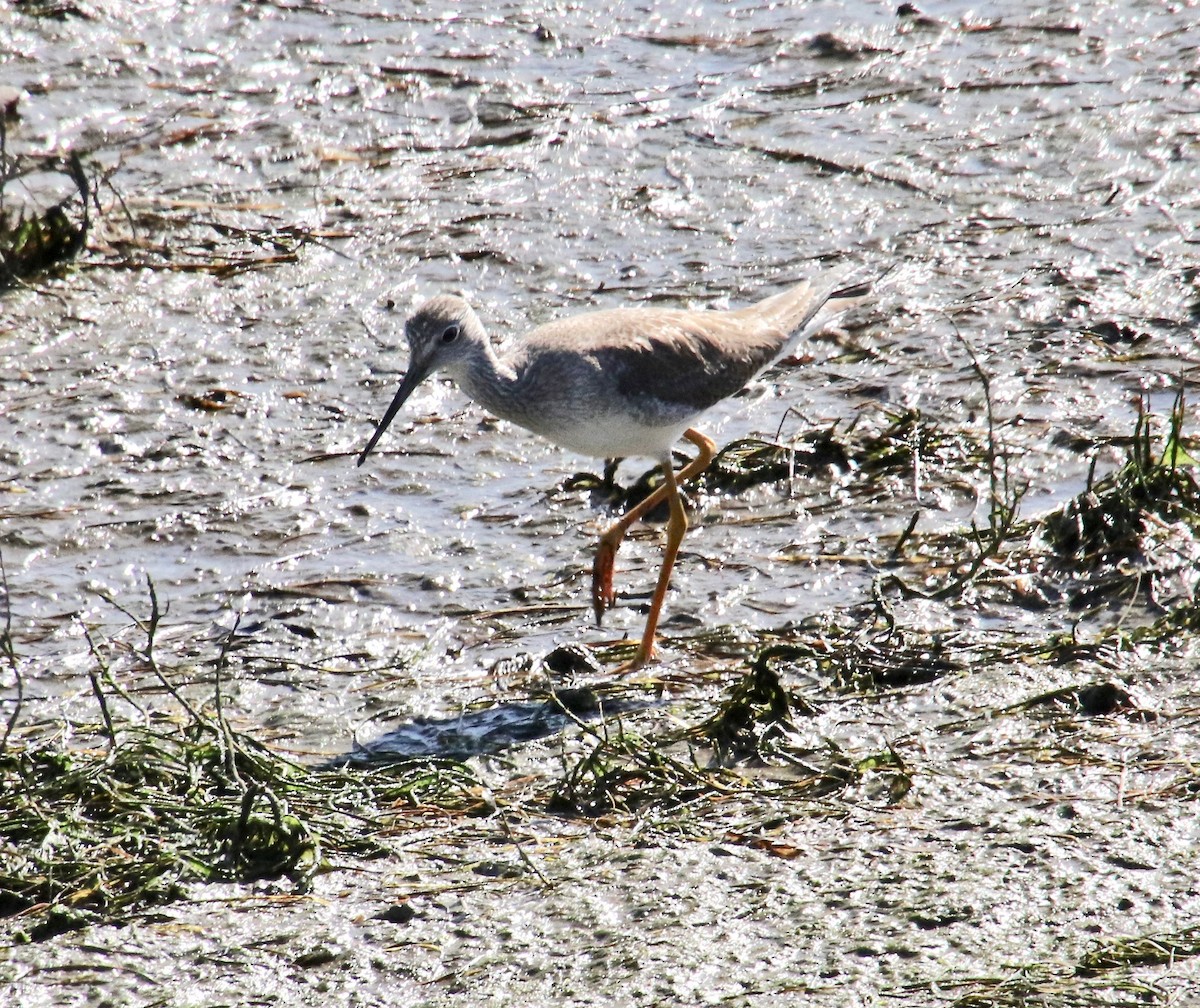 Greater Yellowlegs - Millie and Peter Thomas