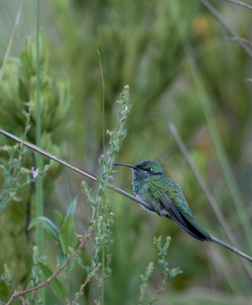 kolibřík zelenoocasý - ML141602721