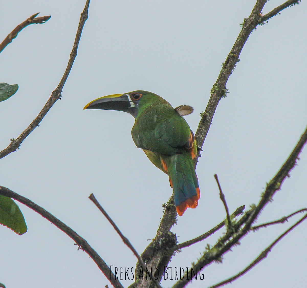 arassari bělohrdlý - ML141602801