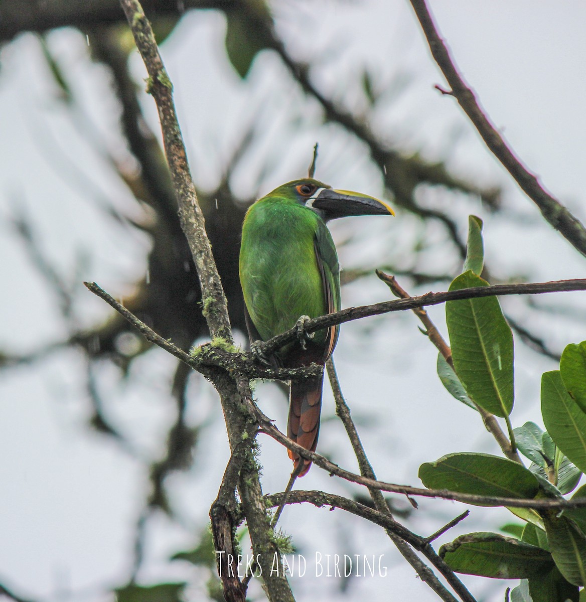 arassari bělohrdlý - ML141602811